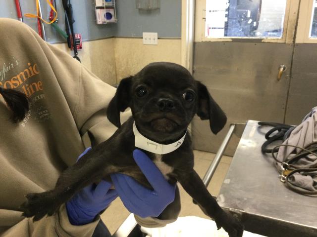 Shelter Stray Female Dog last seen Near BLOCK RIO LINDA RD, TEMECULA CA, 6851 Van Buren Boulevard, Jurupa Valley, CA 92509, USA