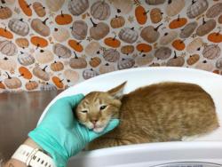 Shelter Stray Male Cat last seen Near BLOCK TILTON AVE, JURUPA VALLEY CA 92509, 6851 Van Buren Boulevard, Jurupa Valley, CA 92509, USA