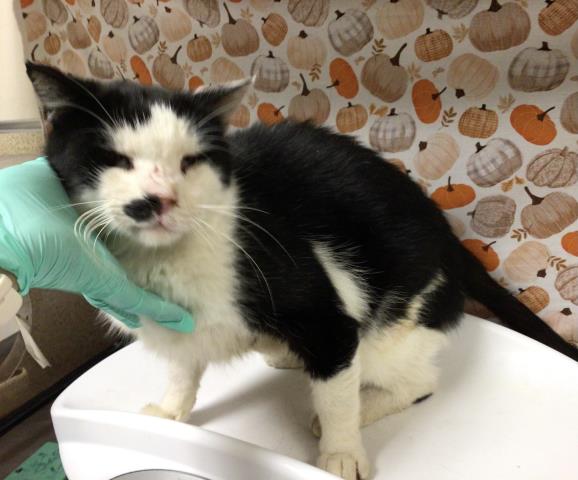 Shelter Stray Male Cat last seen Near BLOCK ASHWOOD CT, RIVERSIDE CA 92503, 6851 Van Buren Boulevard, Jurupa Valley, CA 92509, USA
