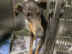 Shelter Stray Female Dog last seen , 1850 W 60th St, Los Angeles, CA 90047, USA