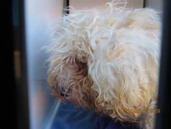 Shelter Stray Male Dog last seen 35TH AVE / IND SCHOOL, 5501 E Van Buren St, Phoenix, AZ 85008, USA