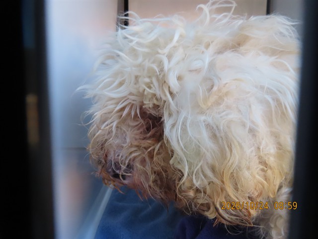 Shelter Stray Male Dog last seen 35TH AVE / IND SCHOOL, 5501 E Van Buren St, Phoenix, AZ 85008, USA