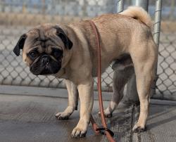 Shelter Stray Male Dog last seen Near BLOCK N PENNSYLVANIA ST, DENVER CO 80203, 1241 W Bayaud Ave, Denver, CO 80223, USA