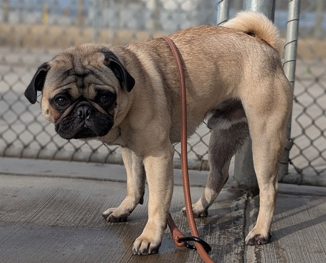 Shelter Stray Male Dog last seen Near BLOCK N PENNSYLVANIA ST, DENVER CO 80203, 1241 W Bayaud Ave, Denver, CO 80223, USA