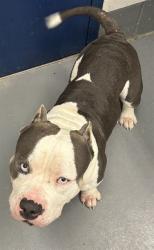 Shelter Stray Male Dog last seen RAL ON LONDON, 2600 NE Perry Ave, Peoria, IL 61603, USA
