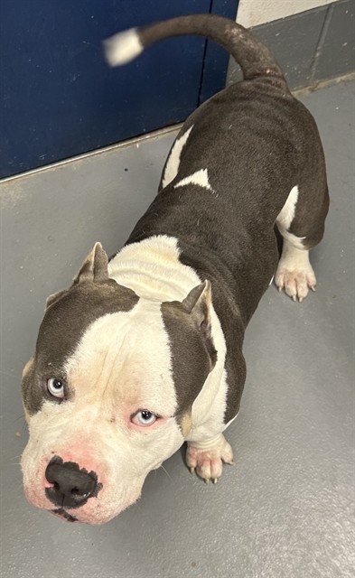 Shelter Stray Male Dog last seen RAL ON LONDON, 2600 NE Perry Ave, Peoria, IL 61603, USA