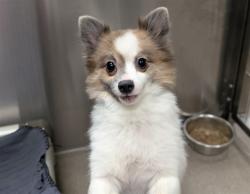 Shelter Stray Male Dog last seen Near BLOCK E MISSISSIPPI AVE AURORA, CO 80012, 1241 W Bayaud Ave, Denver, CO 80223, USA