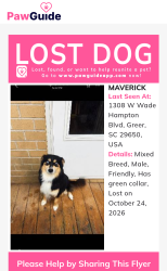Reunited Male Dog last seen Near W Wade Hampton Blvd, Greer, SC 29650, Greer, SC 29650