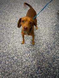 Shelter Stray Male Dog last seen Near BLOCK 7TH ST, COACHELLA CA 92236, 72050 Pet Land Pl, Thousand Palms, CA 92276, USA