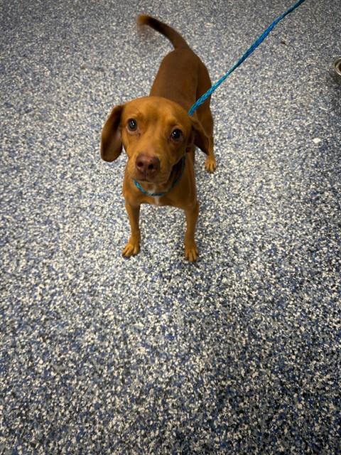 Shelter Stray Male Dog last seen Near BLOCK 7TH ST, COACHELLA CA 92236, 72050 Pet Land Pl, Thousand Palms, CA 92276, USA