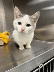 Shelter Stray Male Cat last seen Near, 5001 E Raymond St, Indianapolis, IN 46203, USA
