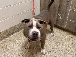 Shelter Stray Male Dog last seen Near BLOCK S CIRCLE DR, COLORADO SPRINGS CO 80906, 610 Abbot Ln, Colorado Springs, CO 80905, USA