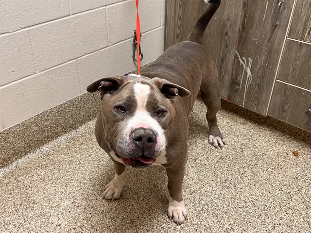 Shelter Stray Male Dog last seen Near BLOCK S CIRCLE DR, COLORADO SPRINGS CO 80906, 610 Abbot Ln, Colorado Springs, CO 80905, USA