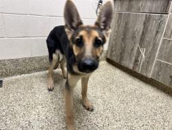 Shelter Stray Female Dog last seen Near BLOCK E PLATTE AVE, COLORADO SPRINGS CO 80909, 610 Abbot Ln, Colorado Springs, CO 80905, USA