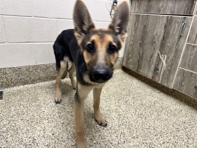 Shelter Stray Female Dog last seen Near BLOCK E PLATTE AVE, COLORADO SPRINGS CO 80909, 610 Abbot Ln, Colorado Springs, CO 80905, USA