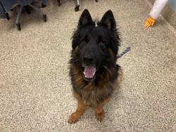 Shelter Stray Male Dog last seen Near BLOCK SHERIDAN AVE, FORT CARSON, CO, 610 Abbot Ln, Colorado Springs, CO 80905, USA