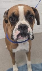Shelter Stray Male Dog last seen 3RD AND ALLEN, 333 Chandler Pl, San Bernardino, CA 92408, USA