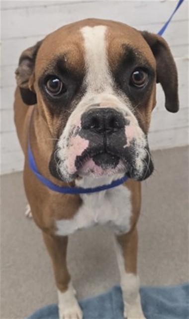 Shelter Stray Male Dog last seen 3RD AND ALLEN, 333 Chandler Pl, San Bernardino, CA 92408, USA