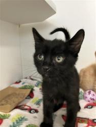 Shelter Stray Male Cat last seen Near BLOCK N CLOVIS AVE, FRESNO CA 93727 3307, 5277 E Airways Blvd, Fresno, CA 93727, USA