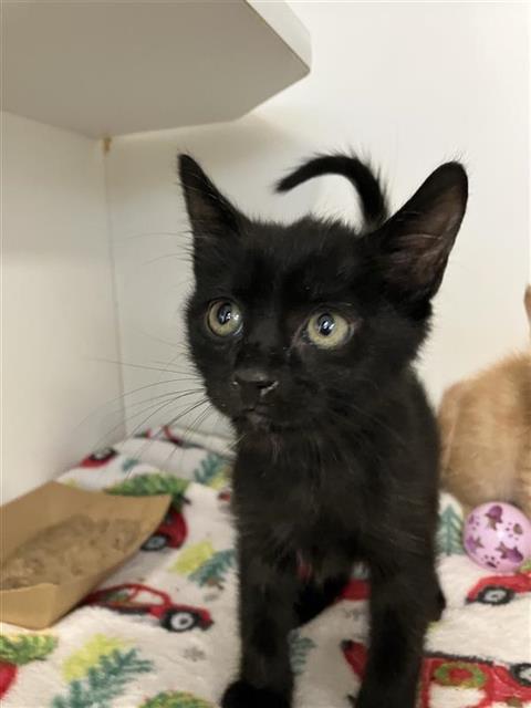 Shelter Stray Male Cat last seen Near BLOCK N CLOVIS AVE, FRESNO CA 93727 3307, 5277 E Airways Blvd, Fresno, CA 93727, USA