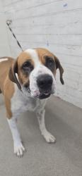 Shelter Stray Female Dog last seen 1235W. FOOTHILL BLVD, 333 Chandler Pl, San Bernardino, CA 92408, USA