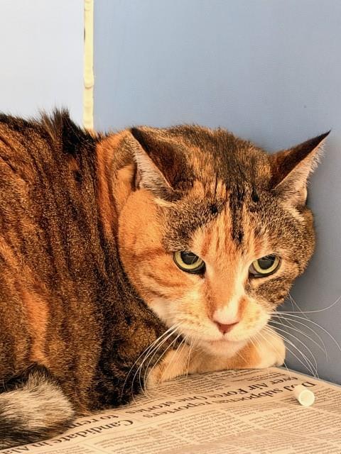 Shelter Stray Female Cat last seen PALM, 333 Chandler Pl, San Bernardino, CA 92408, USA
