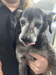 Shelter Stray Male Dog last seen W MOUNTAIN ST, 1601 Airport Rd, Shelby, NC 28150, USA