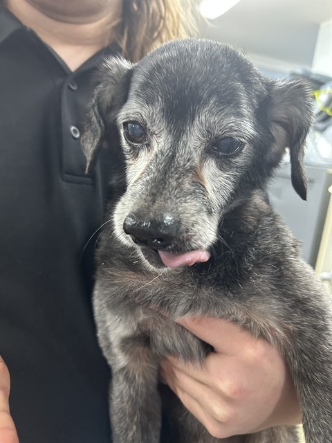 Shelter Stray Male Dog last seen W MOUNTAIN ST, 1601 Airport Rd, Shelby, NC 28150, USA