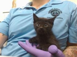 Shelter Stray Male Cat last seen , 3599 NW 79th Ave, Doral, FL 33122, USA