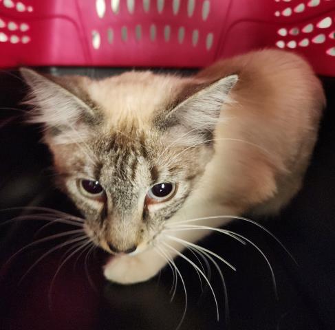 Shelter Stray Female Cat last seen Near BLOCK W 38TH DR, WHEAT RIDGE CO 80033, 2080 S Quebec St, Denver, CO 80231, USA