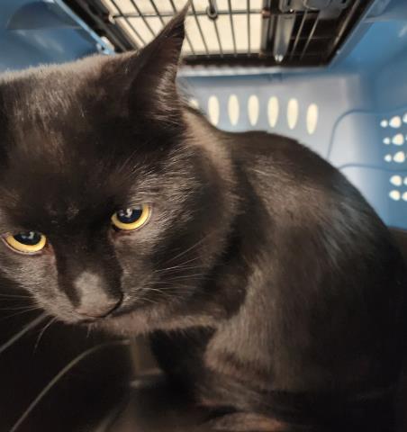Shelter Stray Male Cat last seen Near BLOCK CHESTER ST, AURORA CO 80010, 2080 S Quebec St, Denver, CO 80231, USA