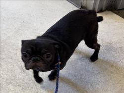 Shelter Stray Male Dog last seen , 11361 W Pico Blvd, Los Angeles, CA 90064, USA