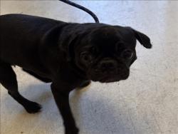 Shelter Stray Female Dog last seen , 11361 W Pico Blvd, Los Angeles, CA 90064, USA