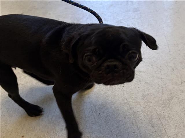 Shelter Stray Female Dog last seen , 11361 W Pico Blvd, Los Angeles, CA 90064, USA