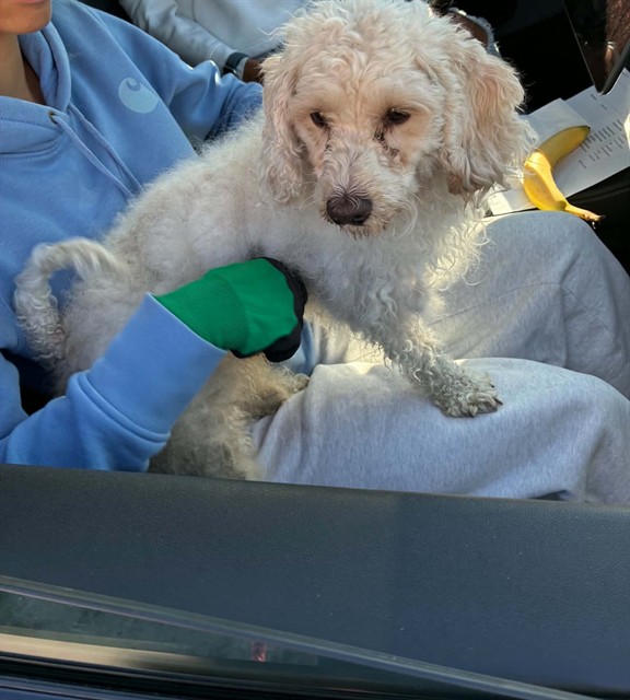 Shelter Stray Male Dog last seen Near BLOCK FERRY PARK ST, DETROIT, MI, 48208, 1431 E Ferry St, Detroit, MI 48211, USA