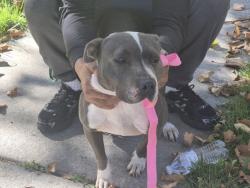 Shelter Stray Female Dog last seen Near BLOCK LAKEWOOD ST, DETROIT, MI, 1431 E Ferry St, Detroit, MI 48211, USA