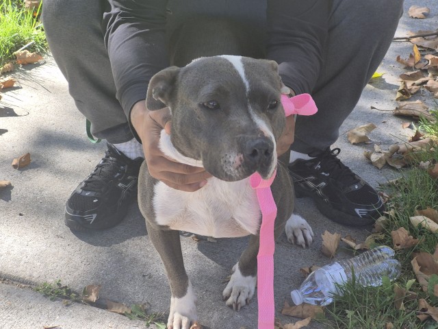 Shelter Stray Female Dog last seen Near BLOCK LAKEWOOD ST, DETROIT, MI, 1431 E Ferry St, Detroit, MI 48211, USA