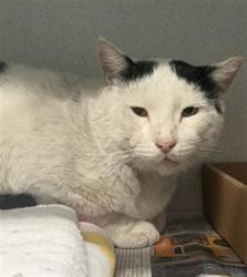 Shelter Stray Male Cat last seen Near BLOCK PACIFIC PL, LONG BEACH CA, 7700 E Spring St, Long Beach, CA 90815, USA