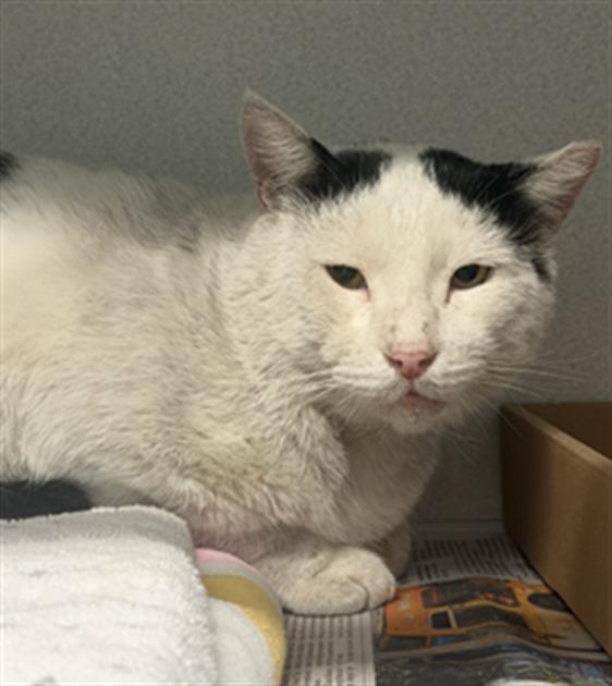Shelter Stray Male Cat last seen Near BLOCK PACIFIC PL, LONG BEACH CA, 7700 E Spring St, Long Beach, CA 90815, USA