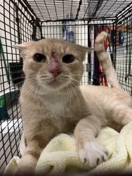 Shelter Stray Male Cat last seen Near BLOCK E SPRING ST, LONG BEACH, CA 90815, 7700 E Spring St, Long Beach, CA 90815, USA