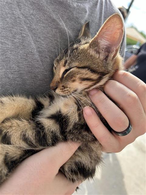 Shelter Stray Unknown Cat last seen , 4710 TX-151, San Antonio, TX 78227, USA