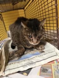 Shelter Stray Male Cat last seen , 3201 Lacy St, Los Angeles, CA 90031, USA