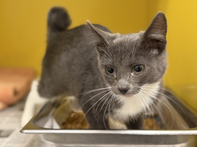 Shelter Stray Female Cat last seen , 3201 Lacy St, Los Angeles, CA 90031, USA