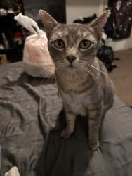Reunited Female Cat last seen Shropshire St, Fort Worth, TX 76105