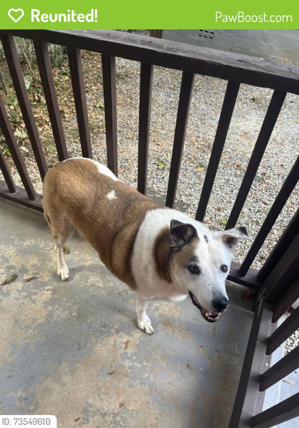Reunited Female Dog last seen Griffeth St and Rosa Nell Howard St, Athens, GA 30609
