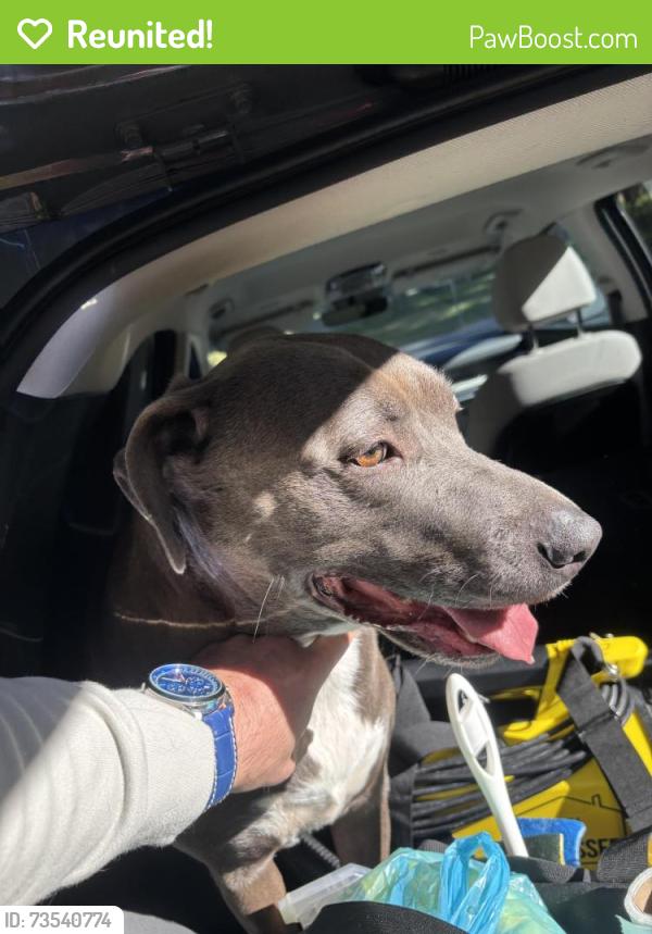 Reunited Female Dog last seen Brookforest Rd & McManaway Dr, Chesterfield County, VA 23112