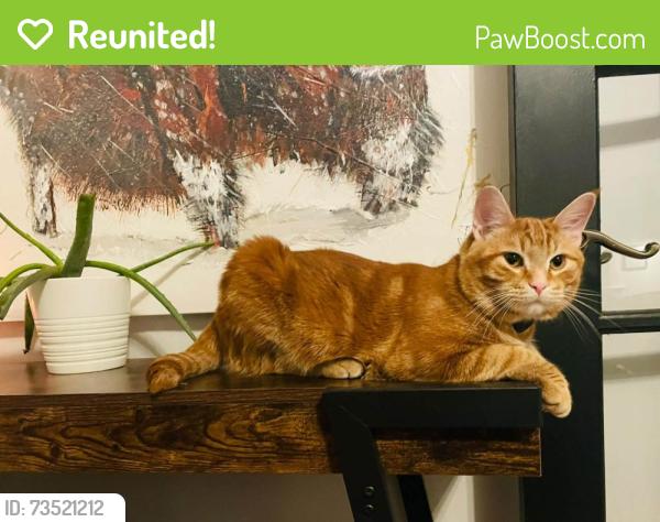 Reunited Male Cat last seen George Moss Park, Calgary, AB T2C 0X3