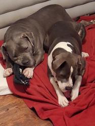 Lost Female Dog last seen Bluelick, Louisville, KY 40229