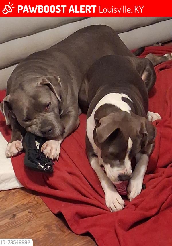Lost Female Dog last seen Bluelick, Louisville, KY 40229