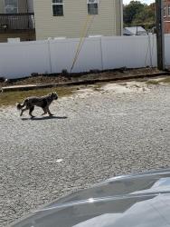 Found/Stray Unknown Dog last seen Pennsylvania st across from vintage saddle coffee company, Greer, SC 29651
